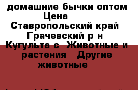 домашние бычки оптом › Цена ­ 245 - Ставропольский край, Грачевский р-н, Кугульта с. Животные и растения » Другие животные   